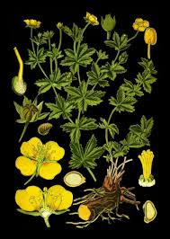 Attēlu rezultāti vaicājumam “Potentilla erecta”