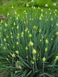 Résultat de recherche d'images pour "Allium fistulosum"