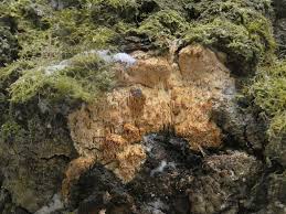 Attēlu rezultāti vaicājumam “Junghuhnia pseudozilingiana”