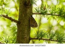 Attēlu rezultāti vaicājumam “Lopinga achine underside”