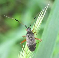 Attēlu rezultāti vaicājumam “Closterotomus biclavatus”