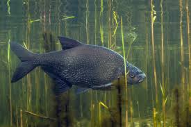 Attēlu rezultāti vaicājumam “Abramis brama”