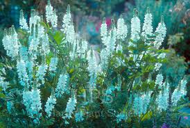 Attēlu rezultāti vaicājumam “Galega orientalis fruit”