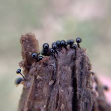 Attēlu rezultāti vaicājumam “Metatrichia floriformis”