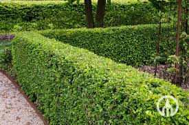 Attēlu rezultāti vaicājumam “Crataegus monogyna”