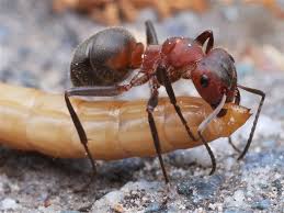 Attēlu rezultāti vaicājumam “Formica rufa”