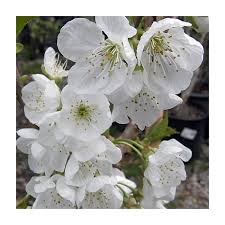 Attēlu rezultāti vaicājumam “Prunus avium flower”