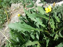 Attēlu rezultāti vaicājumam “Diplotaxis muralis flower”