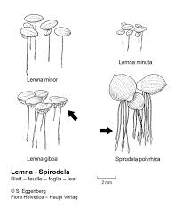 Attēlu rezultāti vaicājumam “Lemna gibba”