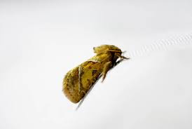 Attēlu rezultāti vaicājumam “Hepialus lupulinus”