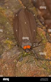 Attēlu rezultāti vaicājumam “Atolmis rubricollis”