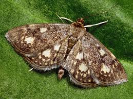 Attēlu rezultāti vaicājumam “Anania stachydalis”