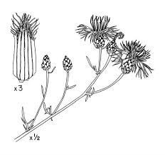 Attēlu rezultāti vaicājumam “Centaurea stoebe”