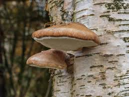 Attēlu rezultāti vaicājumam “Piptoporus betulinus”