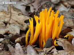 Attēlu rezultāti vaicājumam “Calocera viscosa”
