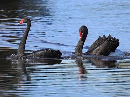 Attēlu rezultāti vaicājumam “Cygnus atratus”