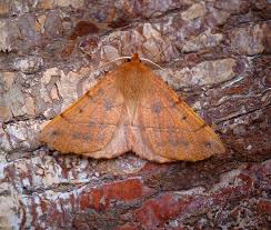 Attēlu rezultāti vaicājumam “Colotois pennaria”