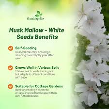 Attēlu rezultāti vaicājumam “Malva moschata alba flower”