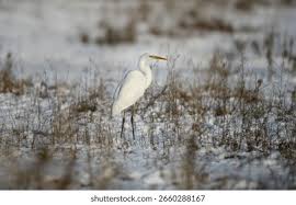 Attēlu rezultāti vaicājumam “Egretta alba adult”
