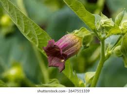 Attēlu rezultāti vaicājumam “Scopolia carniolica flower”