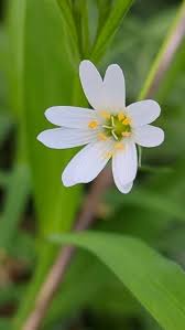 Attēlu rezultāti vaicājumam “Stellaria palustris”