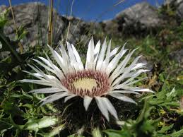 Image result for Alpendistel