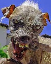 Image result for ugliest dog