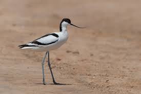 Attēlu rezultāti vaicājumam “Recurvirostra avosetta”