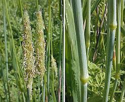 Attēlu rezultāti vaicājumam “Alopecurus pratensis”