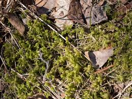 Attēlu rezultāti vaicājumam “Rhytidiadelphus triquetrus sporophyte”