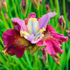 Attēlu rezultāti vaicājumam “Iris sibirica leaf”