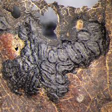 Attēlu rezultāti vaicājumam “Rhytisma acerinum”