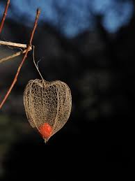 Image result for Lampionblume