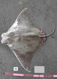 Image result for Rhinoptera brasiliensis