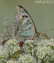 Attēlu rezultāti vaicājumam “Argynnis paphia female”