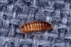 Attēlu rezultāti vaicājumam “Dermestidae”