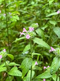 Attēlu rezultāti vaicājumam “Clinopodium vulgare leaf”