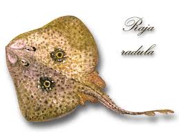 Image result for Raja radula
