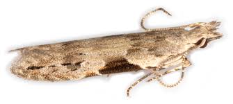 Attēlu rezultāti vaicājumam “Hypatima rhomboidella”