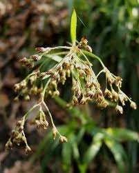 Attēlu rezultāti vaicājumam “Luzula campestris flower”