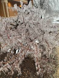 Image result for ice storm