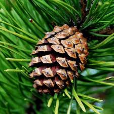 Attēlu rezultāti vaicājumam “Pinus sylvestris fruit”