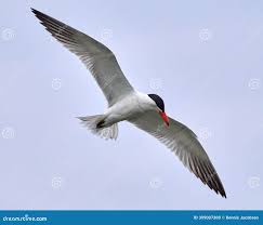 Attēlu rezultāti vaicājumam “Hydroprogne caspia”