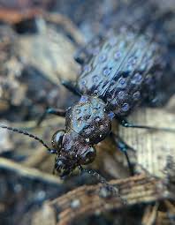 Attēlu rezultāti vaicājumam “Elaphrus cupreus”