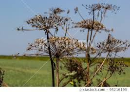 Attēlu rezultāti vaicājumam “Heracleum sosnowskyi leaf”