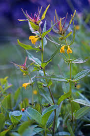 Attēlu rezultāti vaicājumam “Melampyrum sylvaticum”