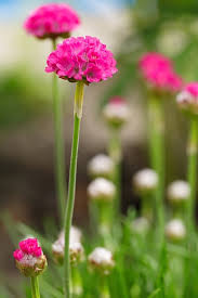 Attēlu rezultāti vaicājumam “Armeria vulgaris flower”