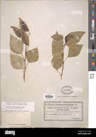 Attēlu rezultāti vaicājumam “Populus x berolinensis”