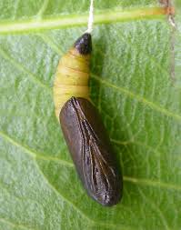 Attēlu rezultāti vaicājumam “Retinia resinella pupa”