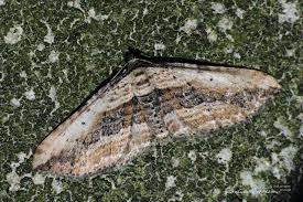 Attēlu rezultāti vaicājumam “Horisme vitalbata”